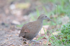 Gallirallus sylvestris