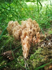 Artomyces pyxidatus