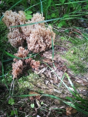 Artomyces pyxidatus