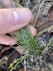Schoenus subflavus