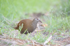 Gallirallus sylvestris