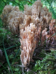 Artomyces pyxidatus
