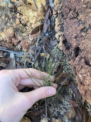 Schoenus subflavus