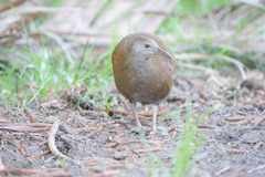 Gallirallus sylvestris