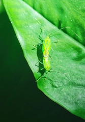 Urolabida