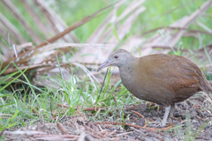 Gallirallus sylvestris