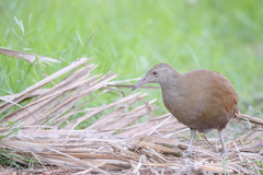 Gallirallus sylvestris