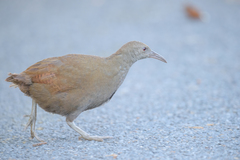 Gallirallus sylvestris