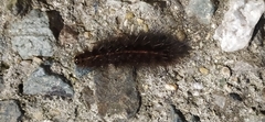 Spilosoma urticae