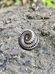 Pachyiulus krivolutskyi