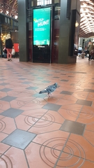 Columba livia domestica