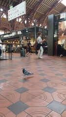 Columba livia domestica