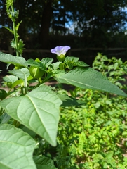 Nicandra physalodes