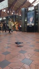 Columba livia domestica