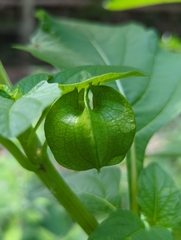 Nicandra physalodes