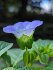 Nicandra physalodes