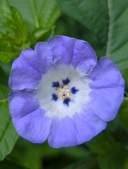 Nicandra physalodes