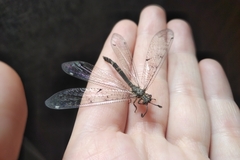 Distoleon tetragrammicus