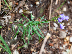 Campanula witasekiana