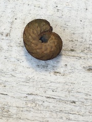 Tenthredo campestris