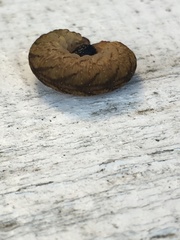 Tenthredo campestris