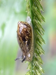 Succinea arundinetorum