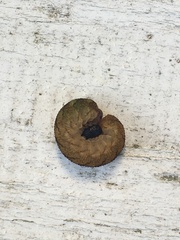 Tenthredo campestris