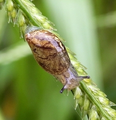 Succinea arundinetorum