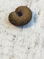 Tenthredo campestris