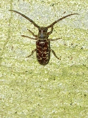 Eupogonius tomentosus