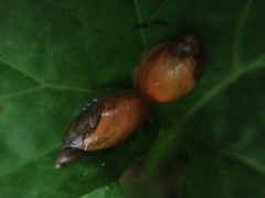 Succinea lauta