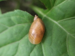Succinea lauta