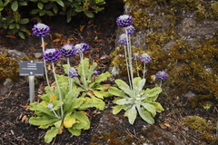 Primula capitata