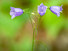 Campanula witasekiana