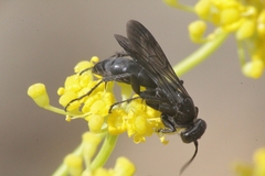 Anospilus orbitalis luctigerus