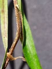 Campanula witasekiana