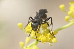 Anospilus orbitalis luctigerus