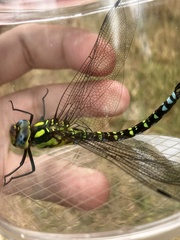 Aeshna cyanea