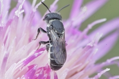 Heriades crenulata