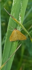 Mecyna flavalis