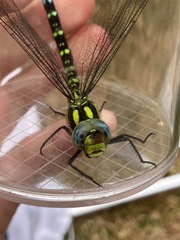 Aeshna cyanea