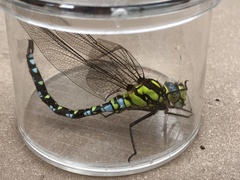 Aeshna cyanea