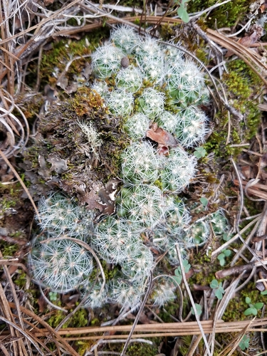 Image of Mammillaria deherdtiana by (c) Alan Rockefeller, some rights reserved (CC BY)