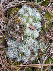 Mammillaria deherdtiana dodsonii