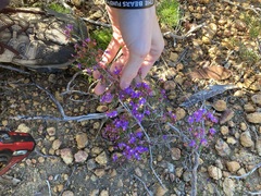 Calytrix leschenaultii