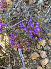 Calytrix leschenaultii