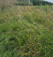 Scirpus pedicellatus