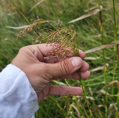 Scirpus pedicellatus
