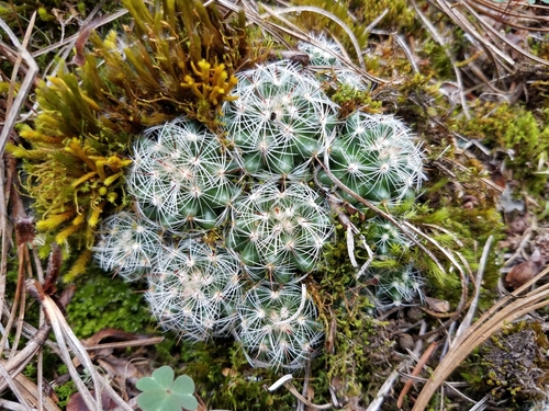 Image of Mammillaria deherdtiana by (c) Alan Rockefeller, some rights reserved (CC BY)