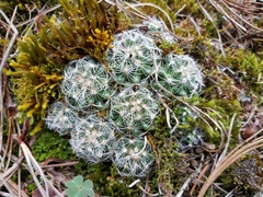 Mammillaria deherdtiana dodsonii